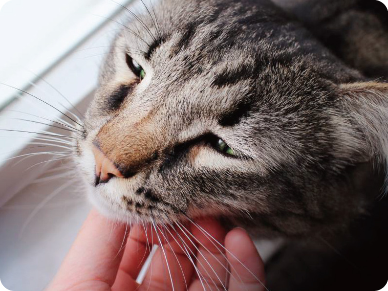 cat-purring-while-being-pet-by-owner_catinrocket_shutterstock.jpg