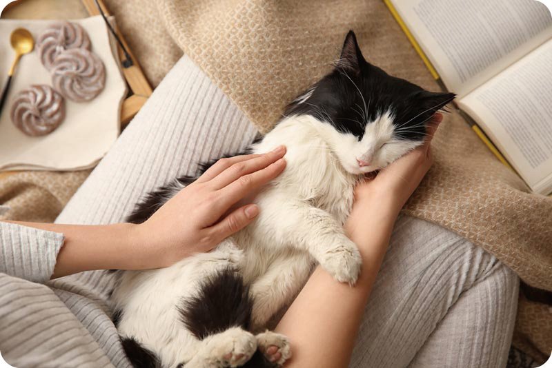 cat-kneading-and-purring-while-lying-on-owners-lap_New-Africa_Shutterstock.jpg