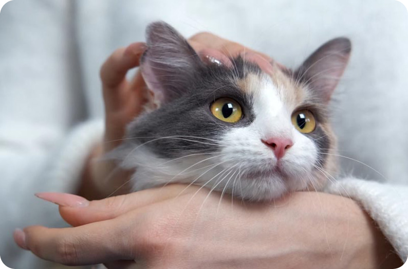 woman-holding-and-stroking-a-cat-purring_Gadzick_Shutterstock.jpg