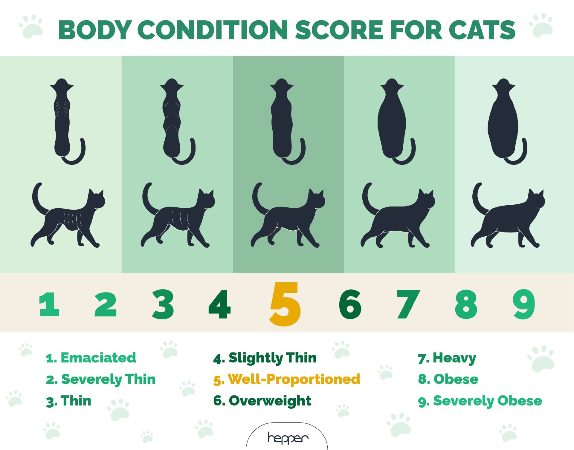 Cat Body Condition Score