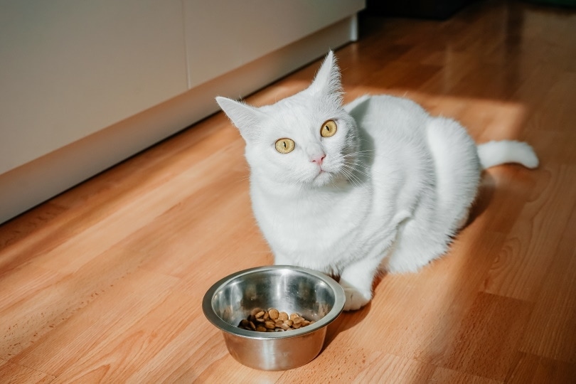 white pluffy cat eating