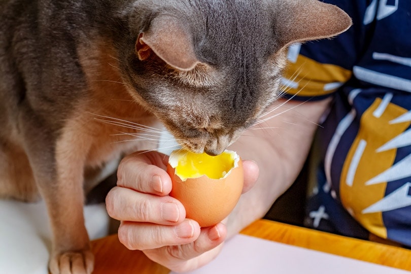 Abyssinian cat eating a boiled chicken egg