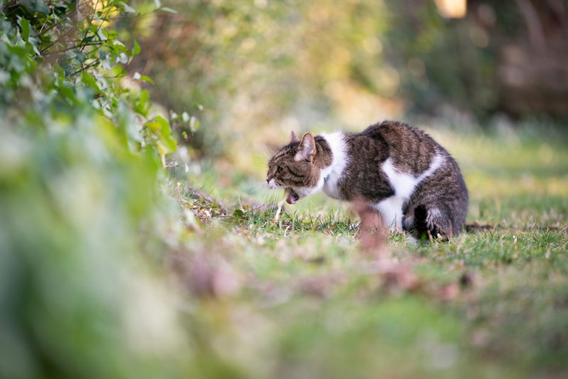 cat throwing up vomit outdoors