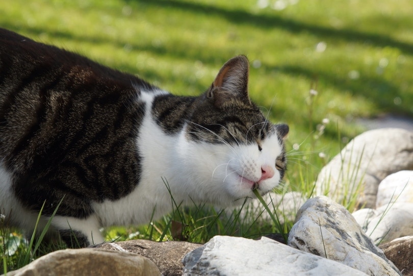 cat eating grass