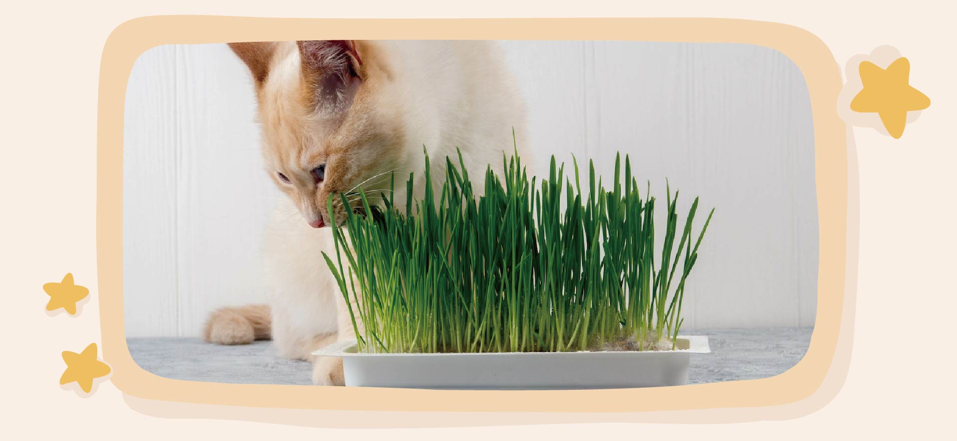 Why Do Cats Eat Grass? Vet Approved Science-Based Facts & FAQ