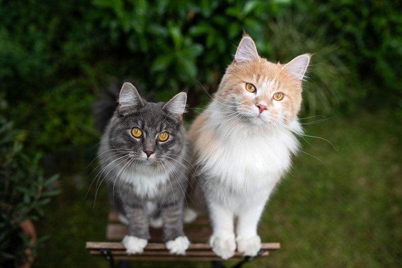 two-young-curious-maine-coon-cats-standing-on-wooden-garden-chair_Nils-Jacobi_Shutterstock.jpg