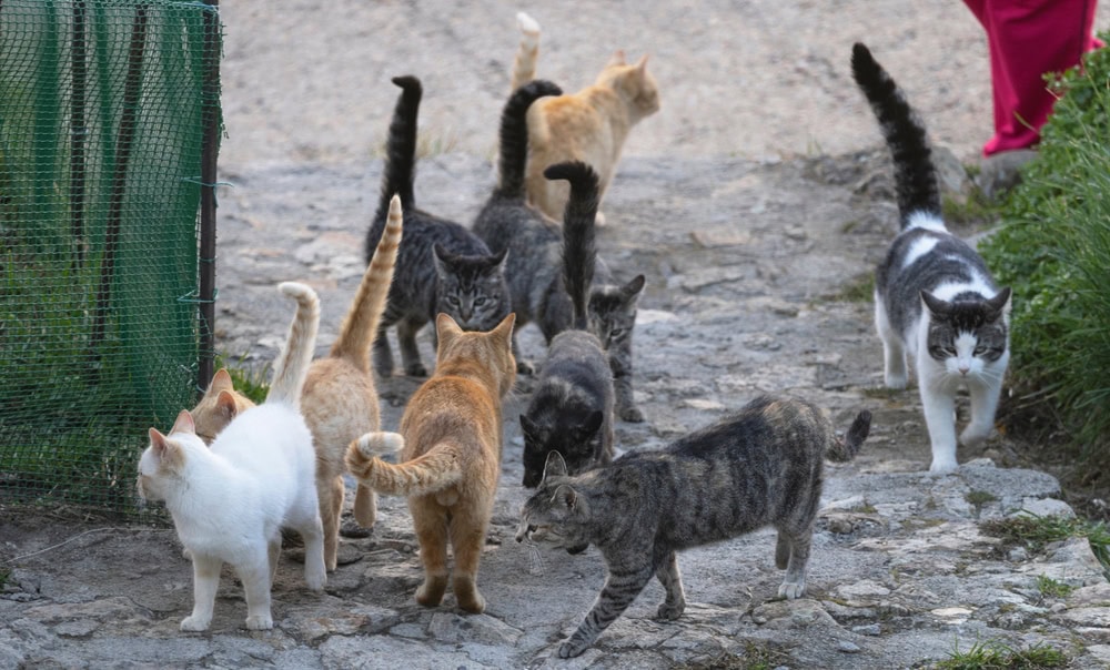 herd-of-stray-cats-roam-freely-in-the-middle-of-the-street_Goke30_Shutterstock.jpg