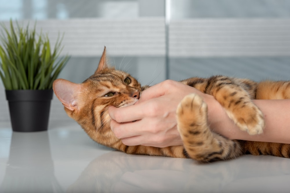 cat-playfully-nibbles-on-the-hand-of-its-owner-Amerigo_images-Shutterstock.jpg