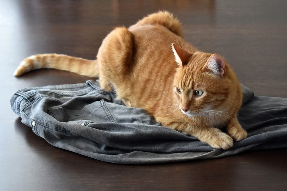 Ginger-cat-sitting-on-the-owners-jeans-Maliflower73-Shutterstock-1.jpg