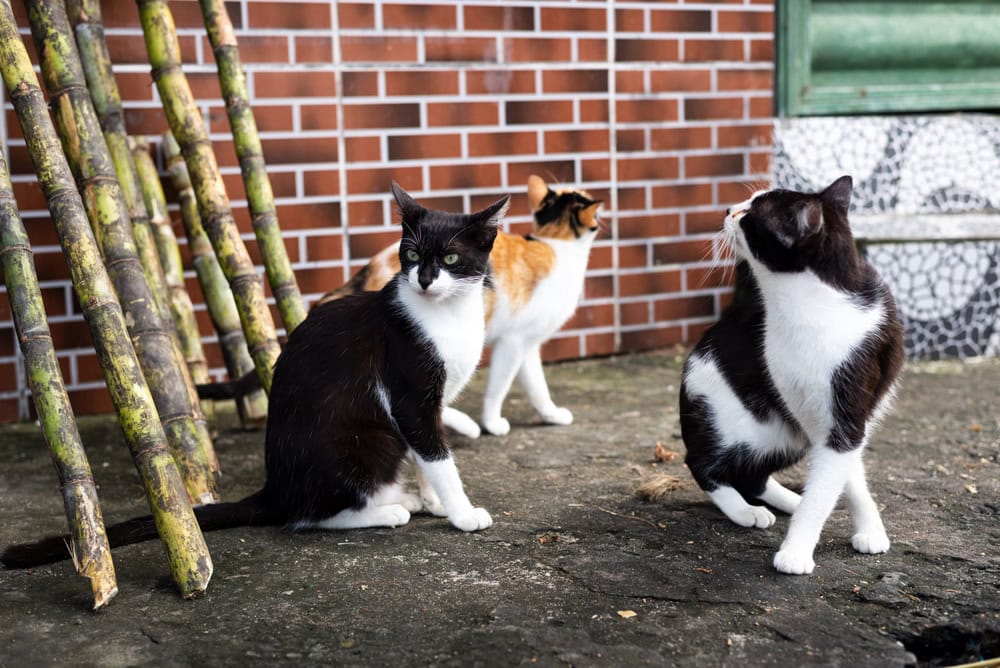 three-cats-outdoors-looking-around-outdoors_ThalesAntonio_Shutterstock.jpg