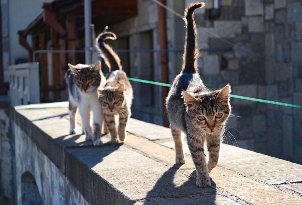 Three-street-cats-walking-outside_Hanna-Hryb_Shutterstock.jpg