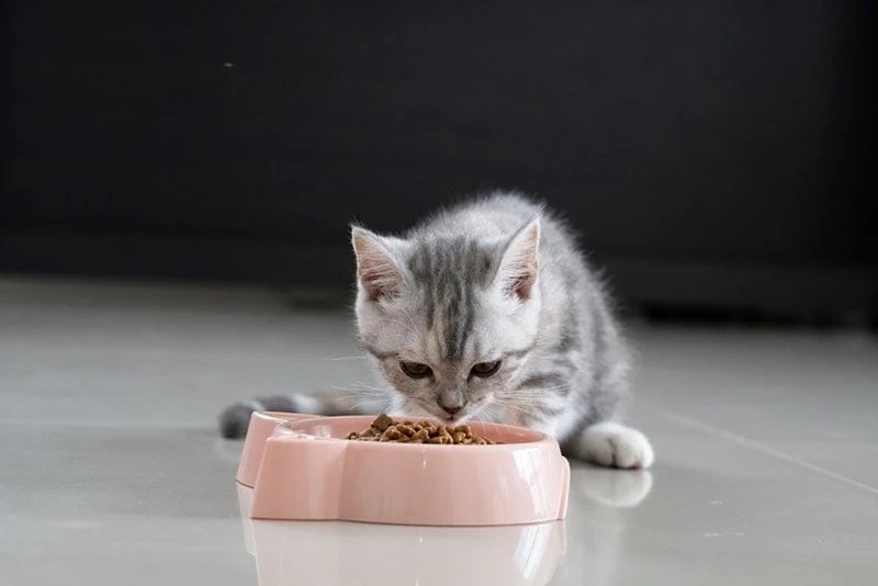 little-kitten-eating-food-from-the-feeding-bowl_Patcharida_Shutterstock.jpg