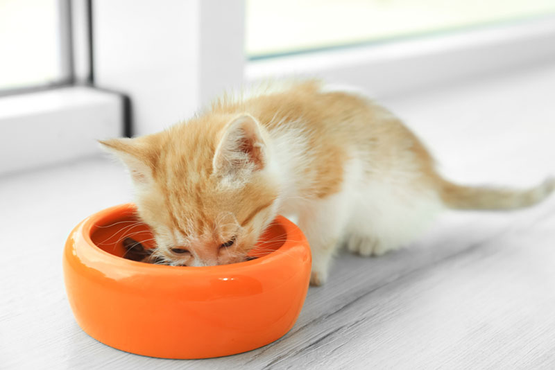 little-kitten-eating-food-from-the-feeding-bowl_New-Africa_Shutterstock.jpeg