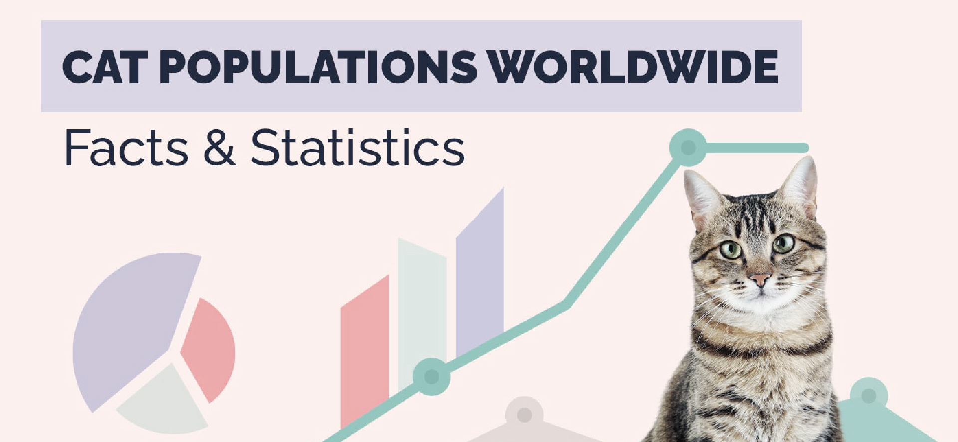 How Many Pet Cats Are There in the World? 2024 Updated Statistics