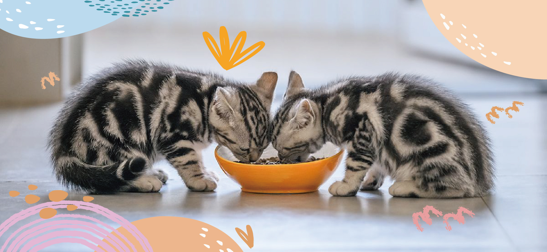 When Do Kittens Start Eating Food and Drinking Water? Vet Approved Advice